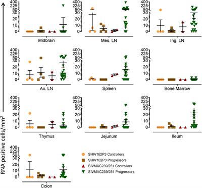 Quantification of Viral RNA and DNA Positive Cells in Tissues From Simian Immunodeficiency Virus/Simian Human Immunodeficiency Virus Infected Controller and Progressor Rhesus Macaques